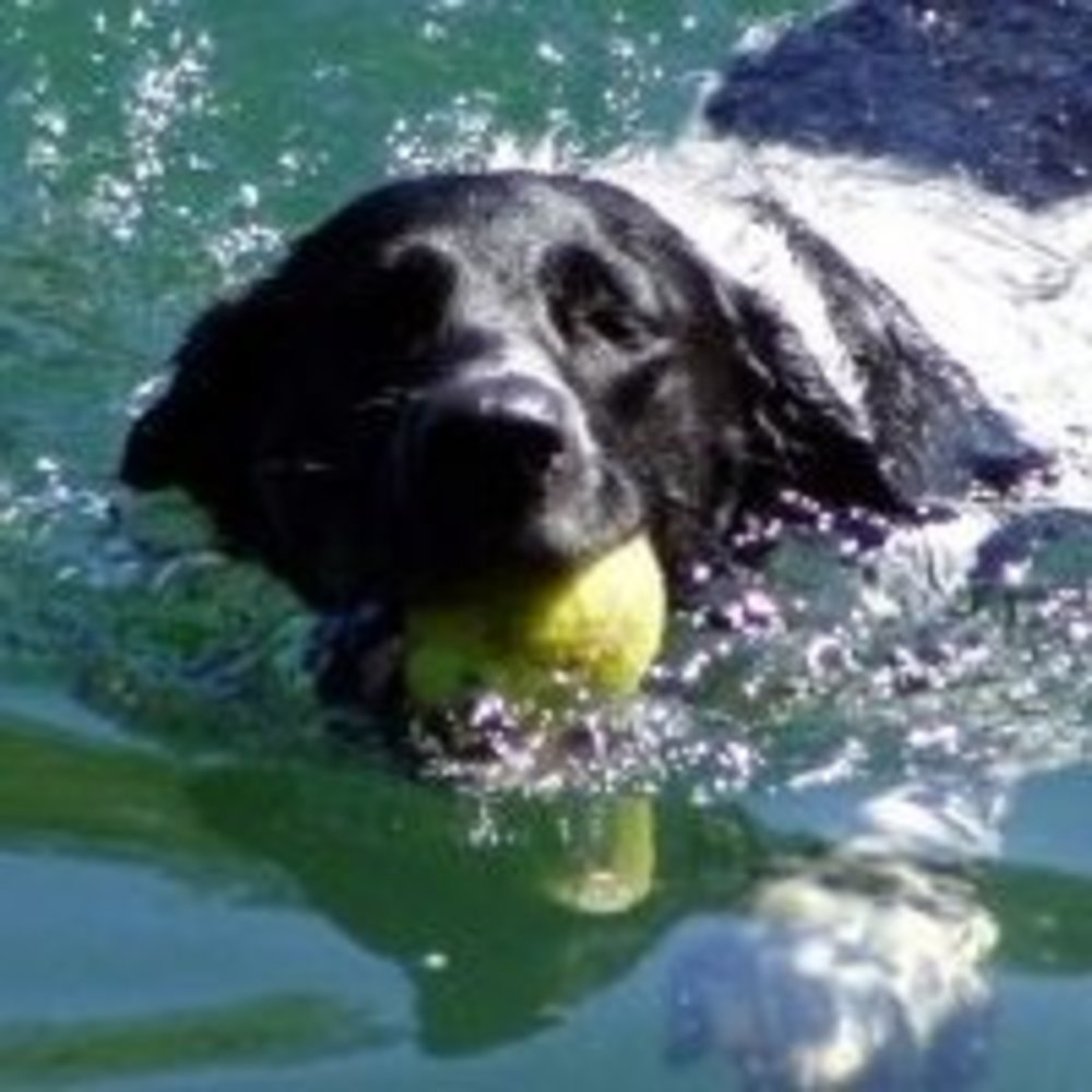 Meet your Posher, Susan